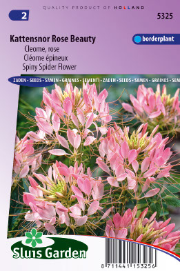 ClÃ©ome Ã©pineux Rose Beauty
