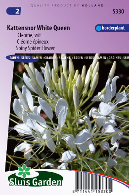 ClÃ©ome Ã©pineux White Queen