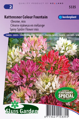 ClÃ©ome Ã©pineux Colour Fountain mix