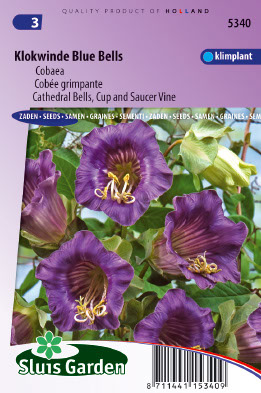CobÃ©e grimpante Violet Blue Bells