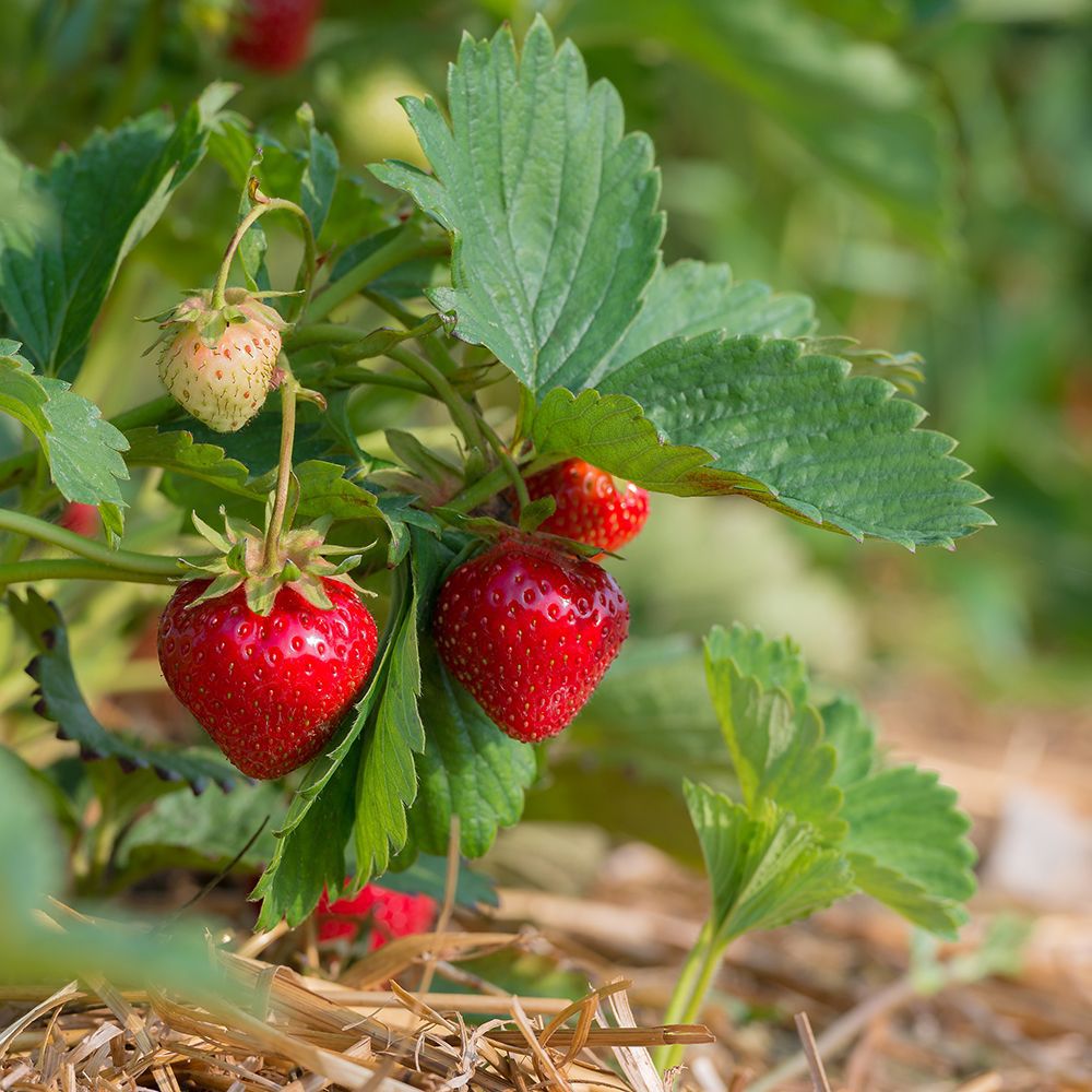 Fraisier remontant 'Charlotte'