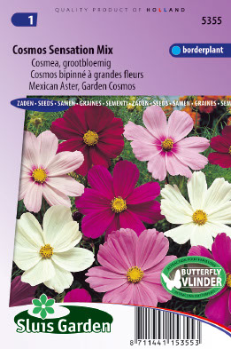 Cosmos bipinnÃ© Ã  grandes fleurs Sensation Mix