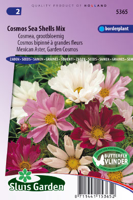 Cosmos bipinnÃ© Ã  grandes fleurs Sea Shells Mix