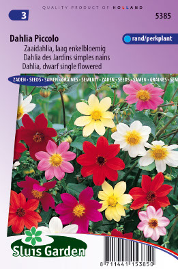 Dahlia des Jardins simples nain Piccolo Mix (amÃ©liorÃ©e Mignon)