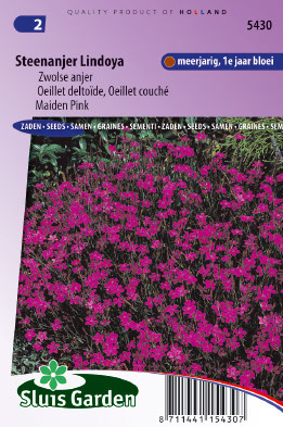 Oeillet deltoÃ¯de (couchÃ©) Lindoya