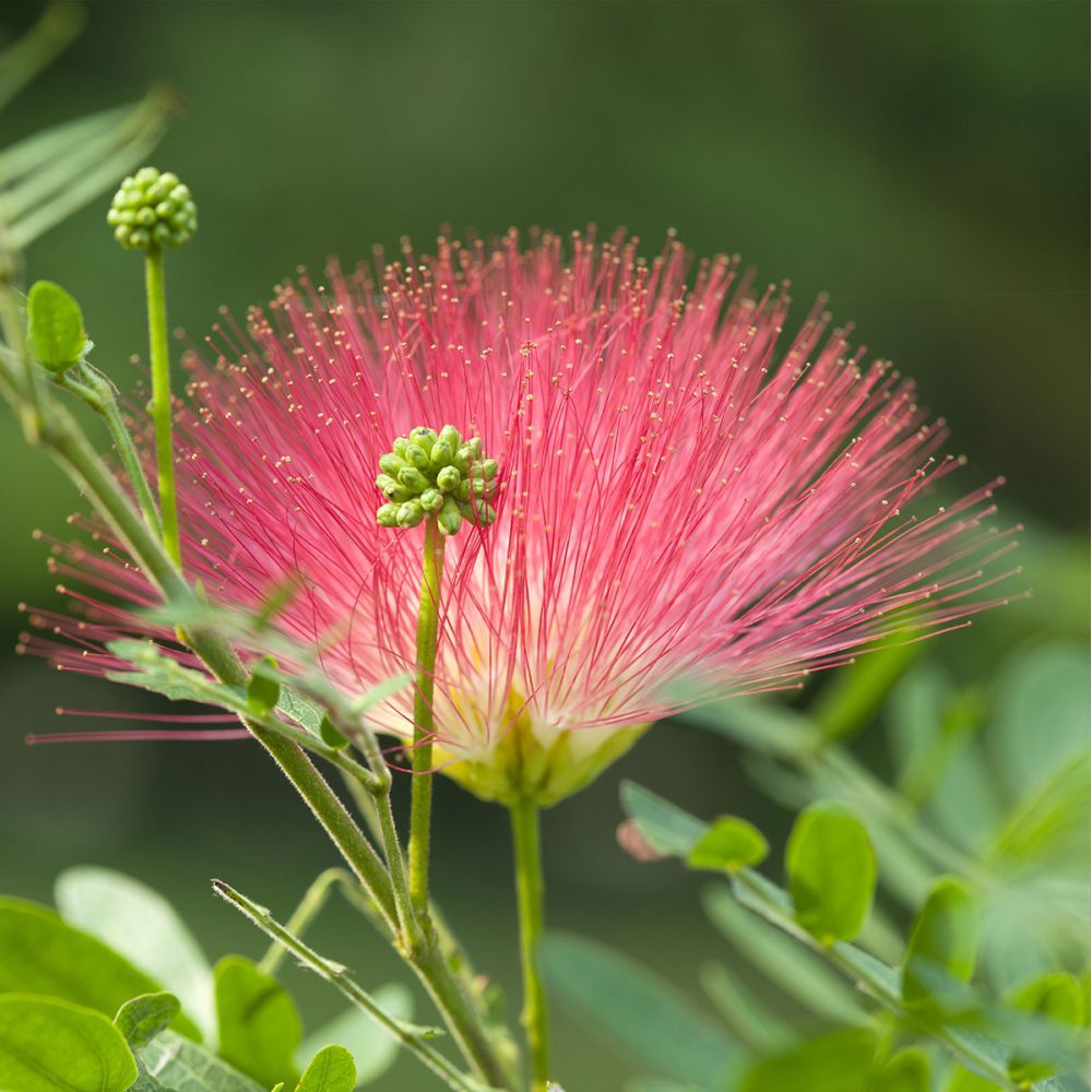 Calliandra Dixie Pink