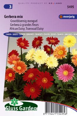 Gerbera Ã  grandes fleurs Australian Giants