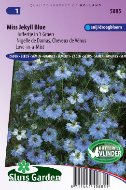Nigelle de Damas Miss Jekyll Blue (Cheveux de VÃ©nus)