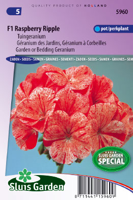 GÃ©ranium des Jardins F1 Raspberry Ripple