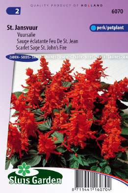 Sauge Ã©clatante Feu de St. Jean