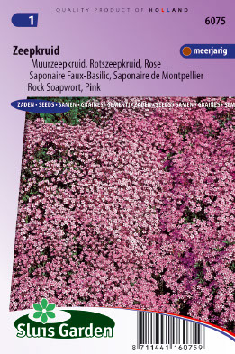 Saponaire Faux-Basil / de Monpellier Rose-Pink