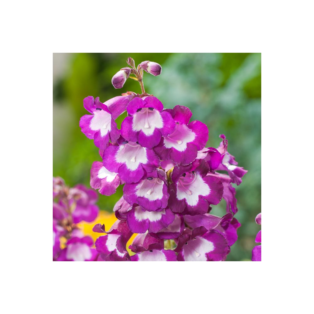 Penstemon Gloire des Quatre Rues