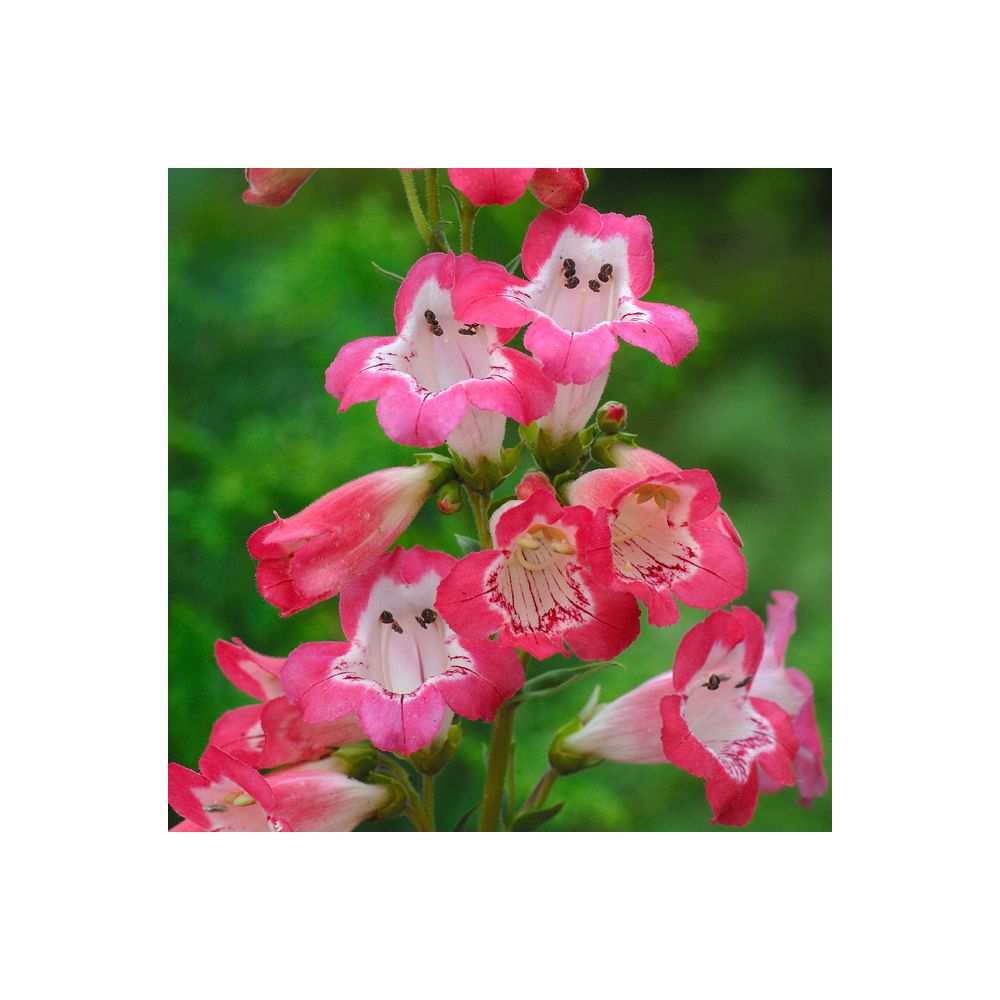 Penstemon Souvenir d'Adrien Regnier