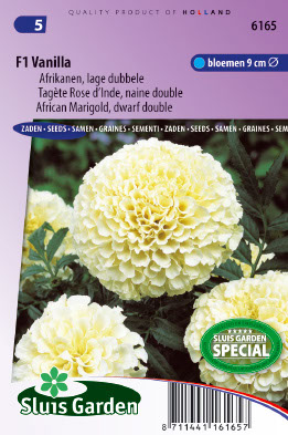 TagÃ¨te Rose dÂ´Inde naine double F1 Vanilla