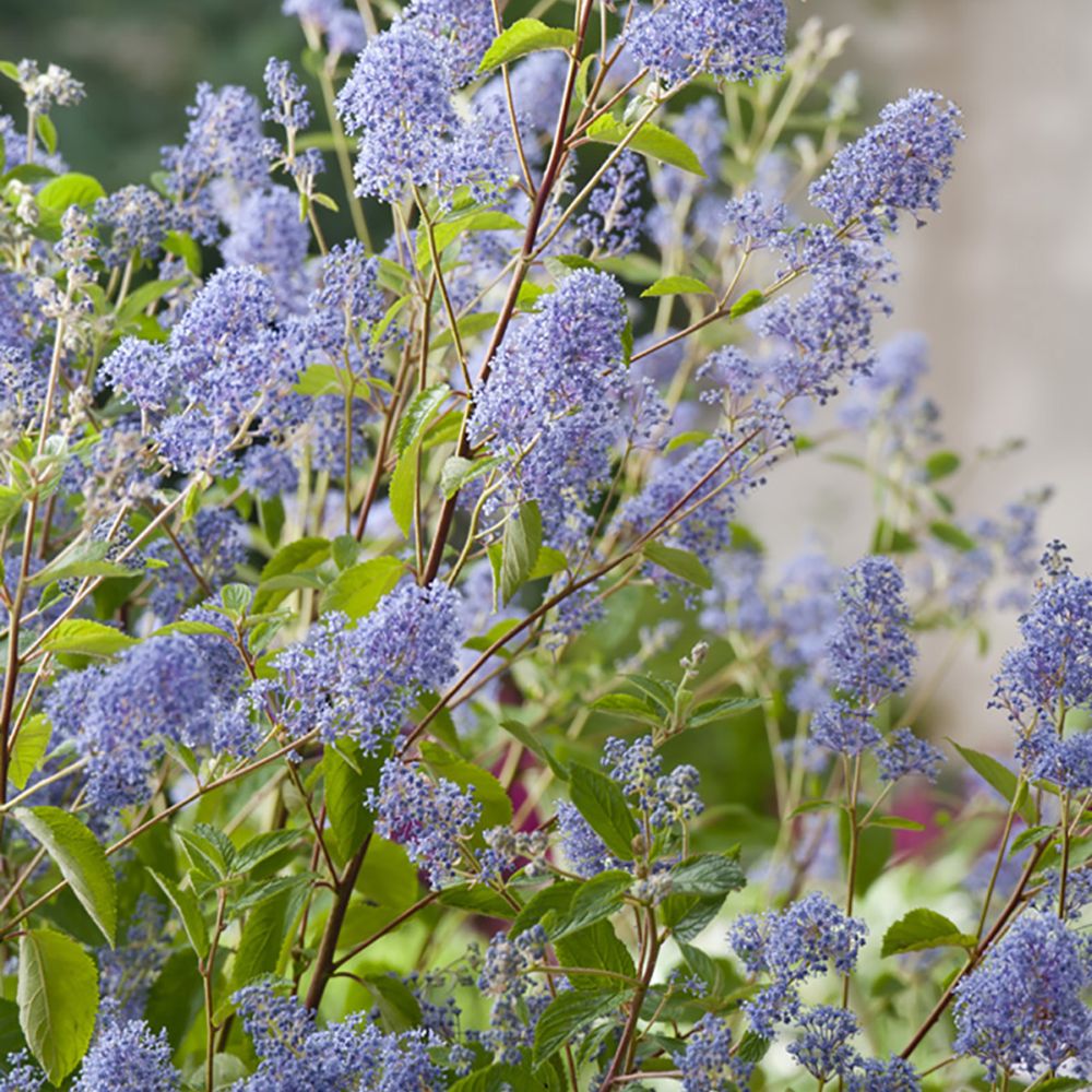Céanothe 'Gloire de Versailles'