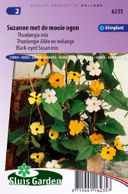 Thunbergie AilÃ©e en mÃ©lange