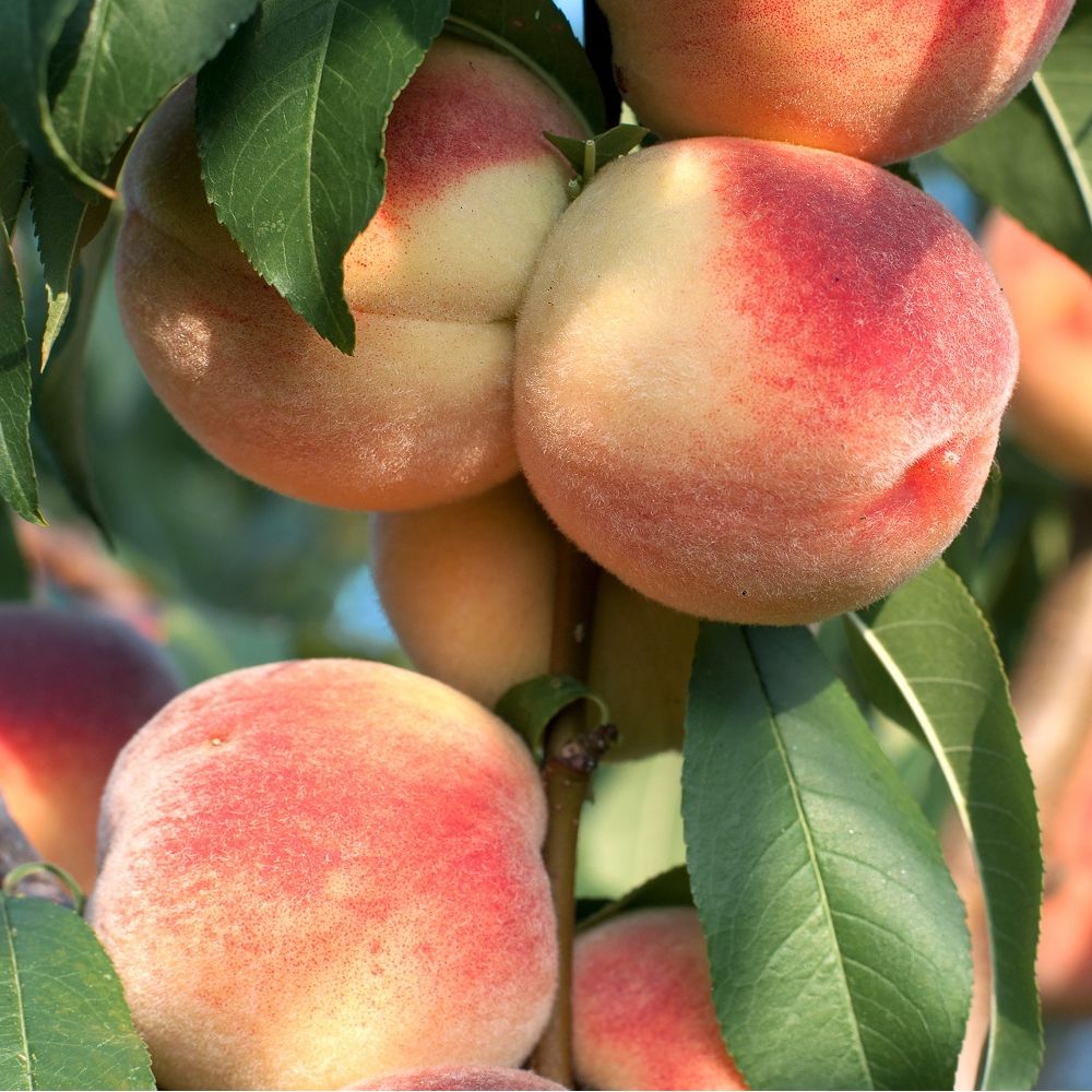 Pêcher nain 'Amber®' en pot