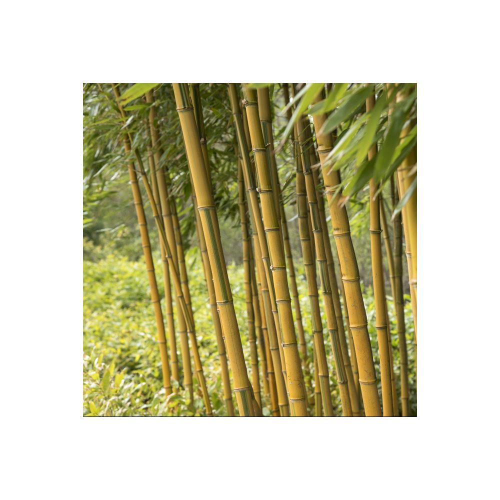 Bambou Phyllostachys aureosulcata 'Spectabilis'