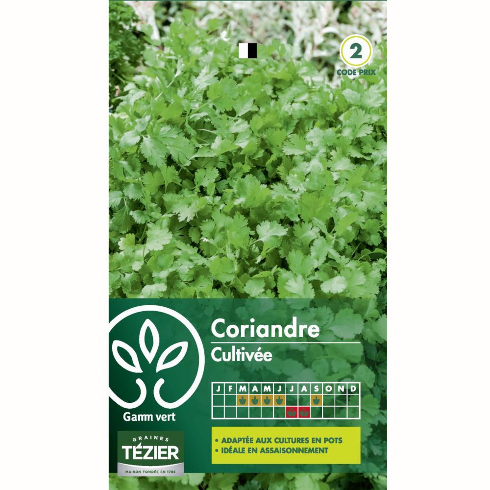 Coriandre