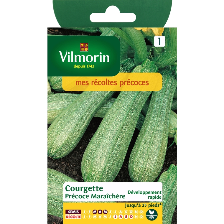 Courgette precoce maraichere