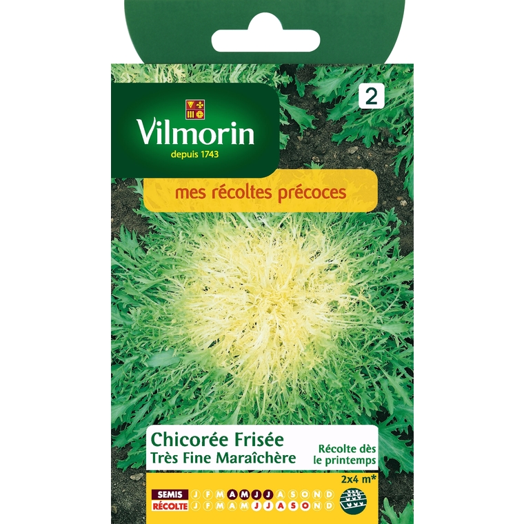 Chicorée frisée très fine maraichère