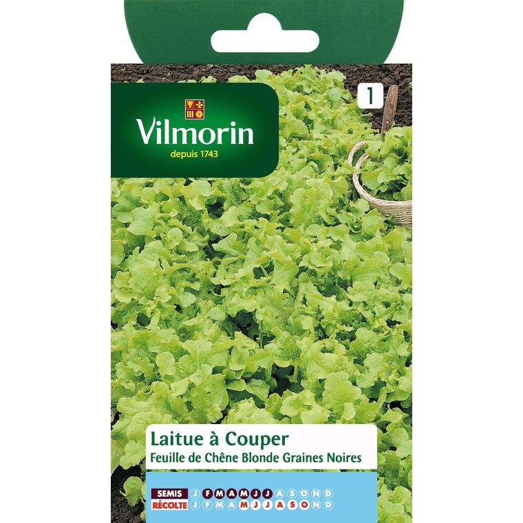Laitue feuille de chene blonde