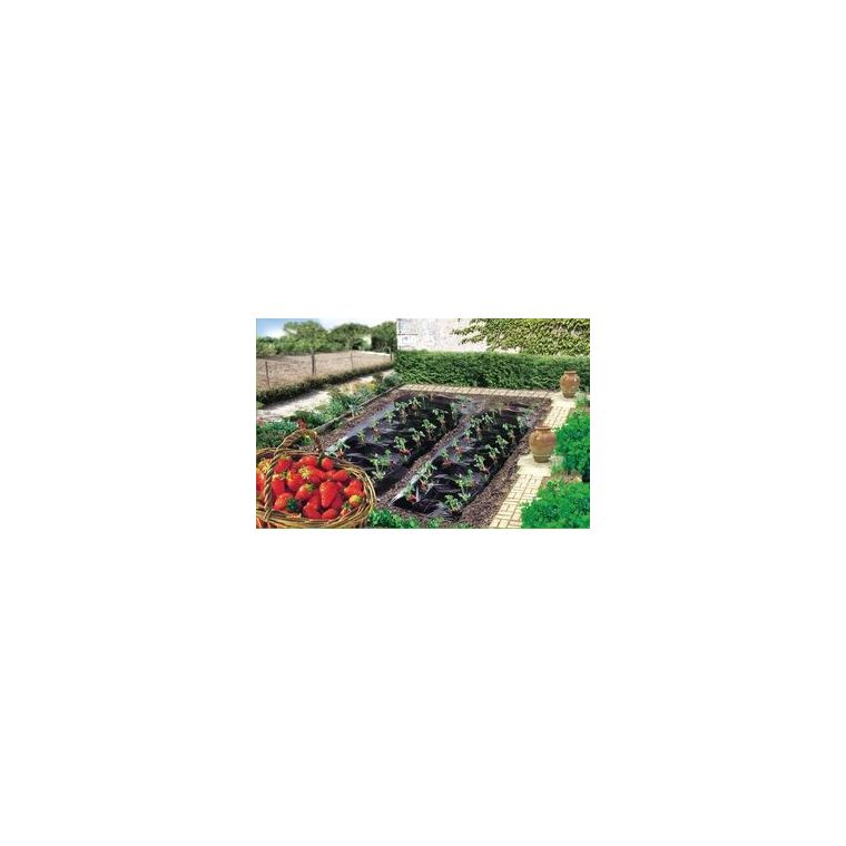Film paillage spécial fraises