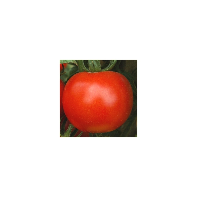 Tomate Rose de Berne