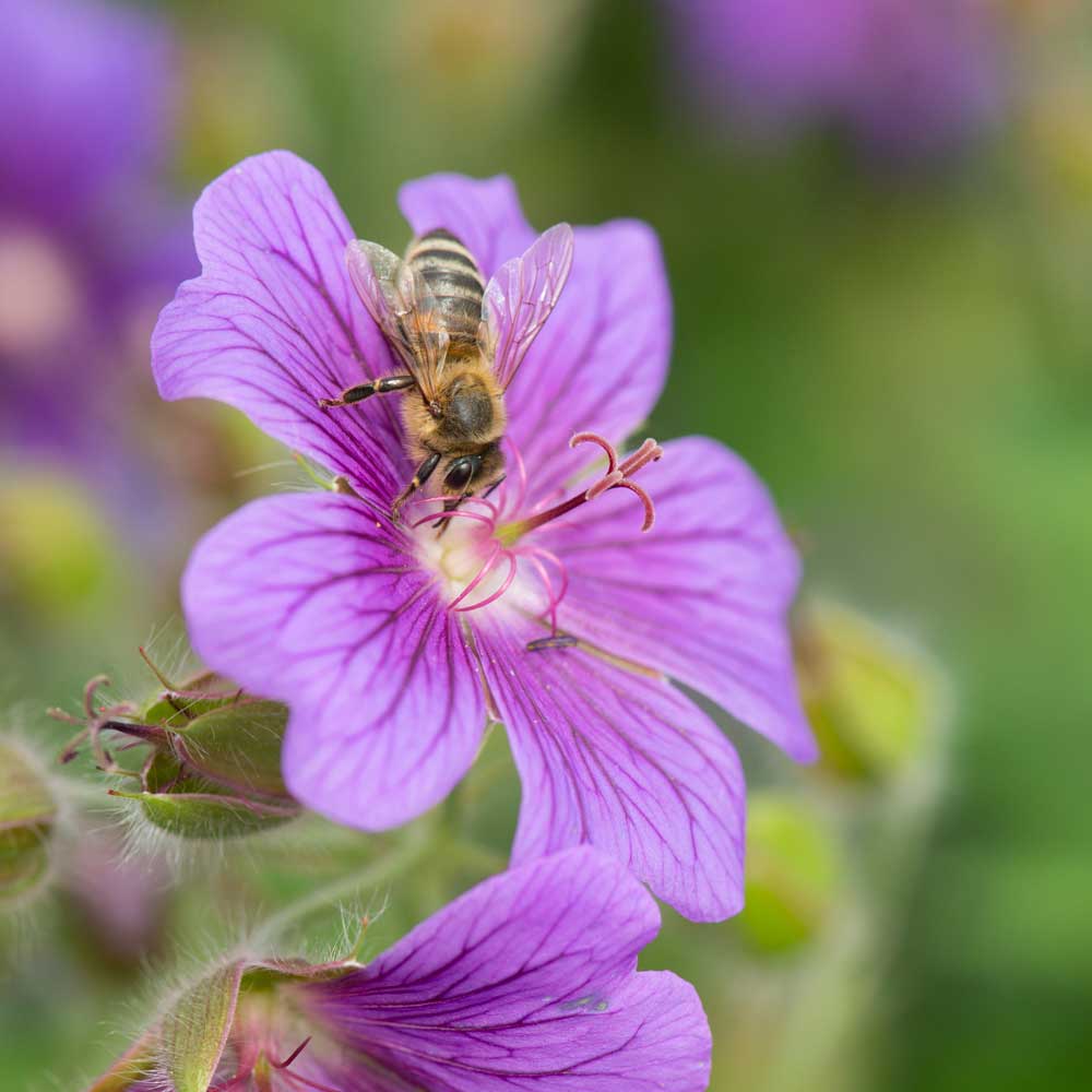 Bec de grue x Magnificum (Geranium magnificum)