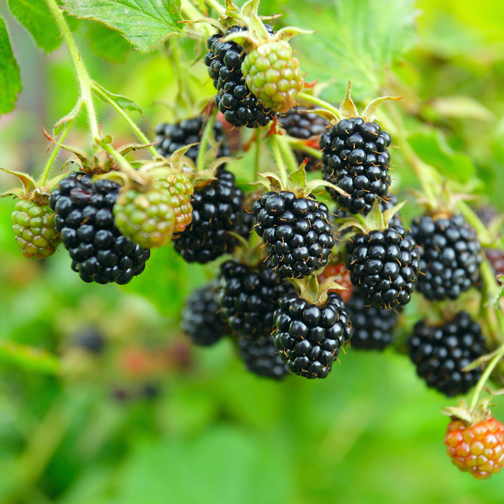 Mûrier (Rubus fruticosus 'Black Satin')