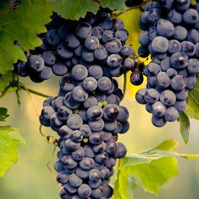 Vigne 'Boskoop Glory' (Vitis vinifera bleu 'Boskoop Glory')