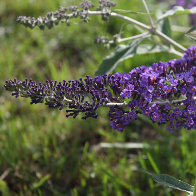 Arbre aux papillons 'Orpheus' (Buddleja dav.'Orpheus')