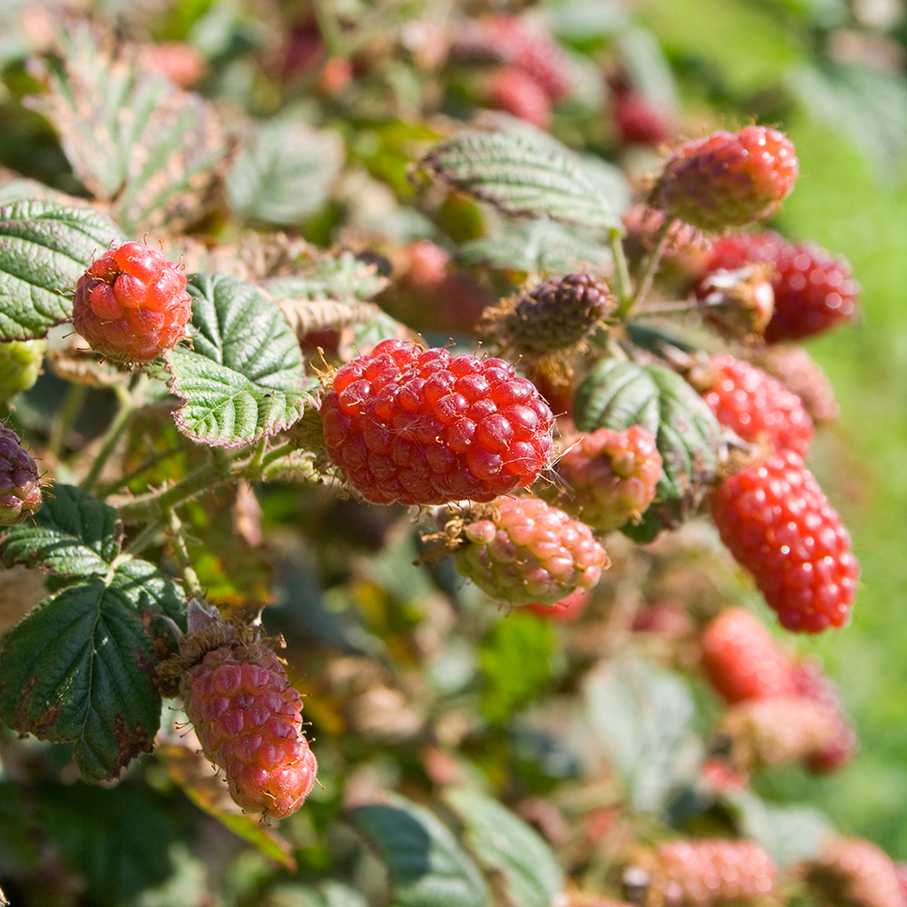 Mûrier Tayberry (Rubus 'Tayberry braam x framboos')