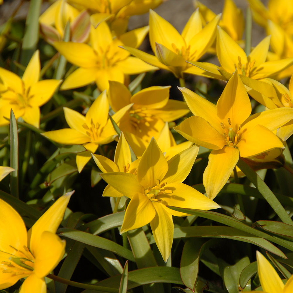 Tulipe sauvage Urumiensis