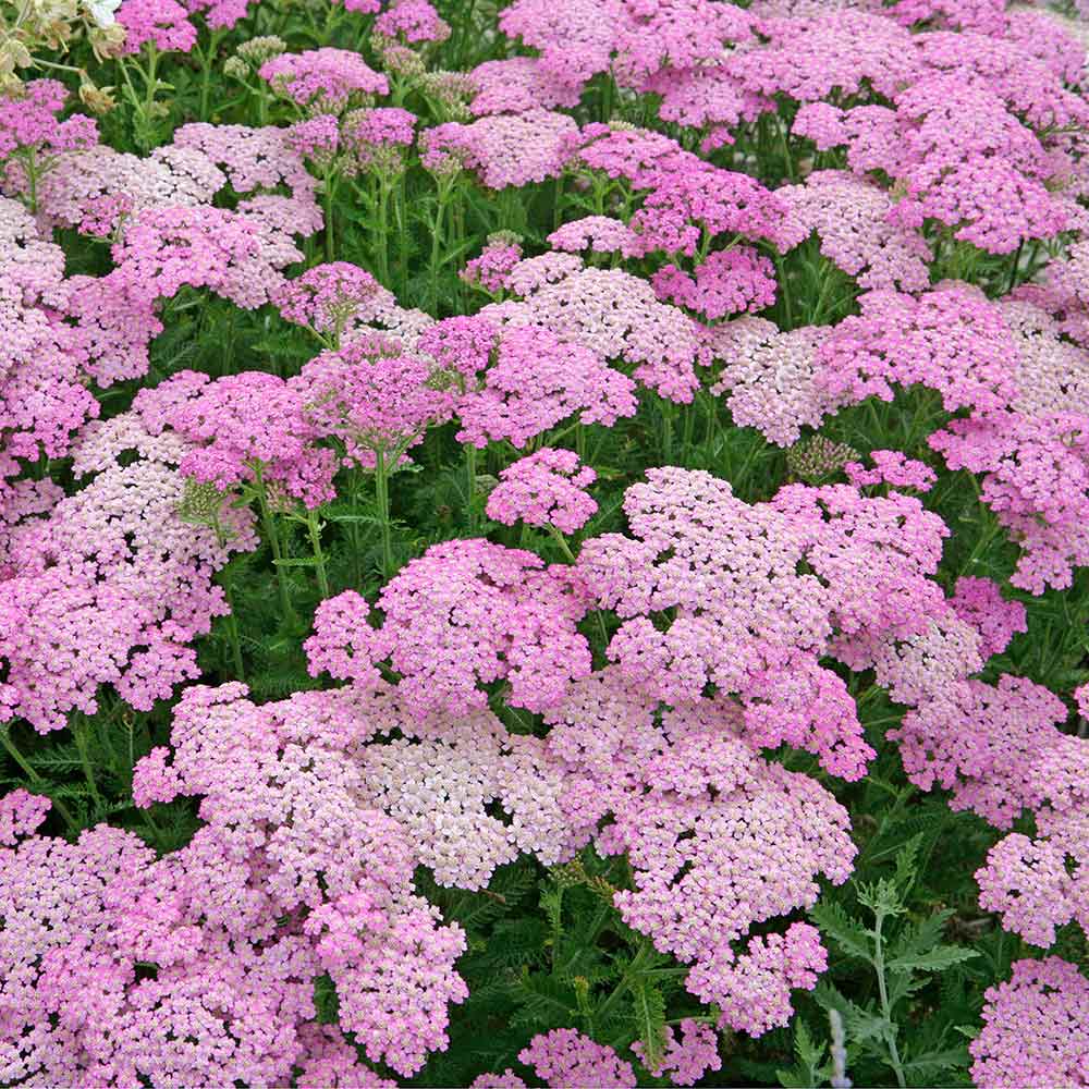 Achillée millefeuille Aquilegia alpina (Achillea Lilac beauty rose)