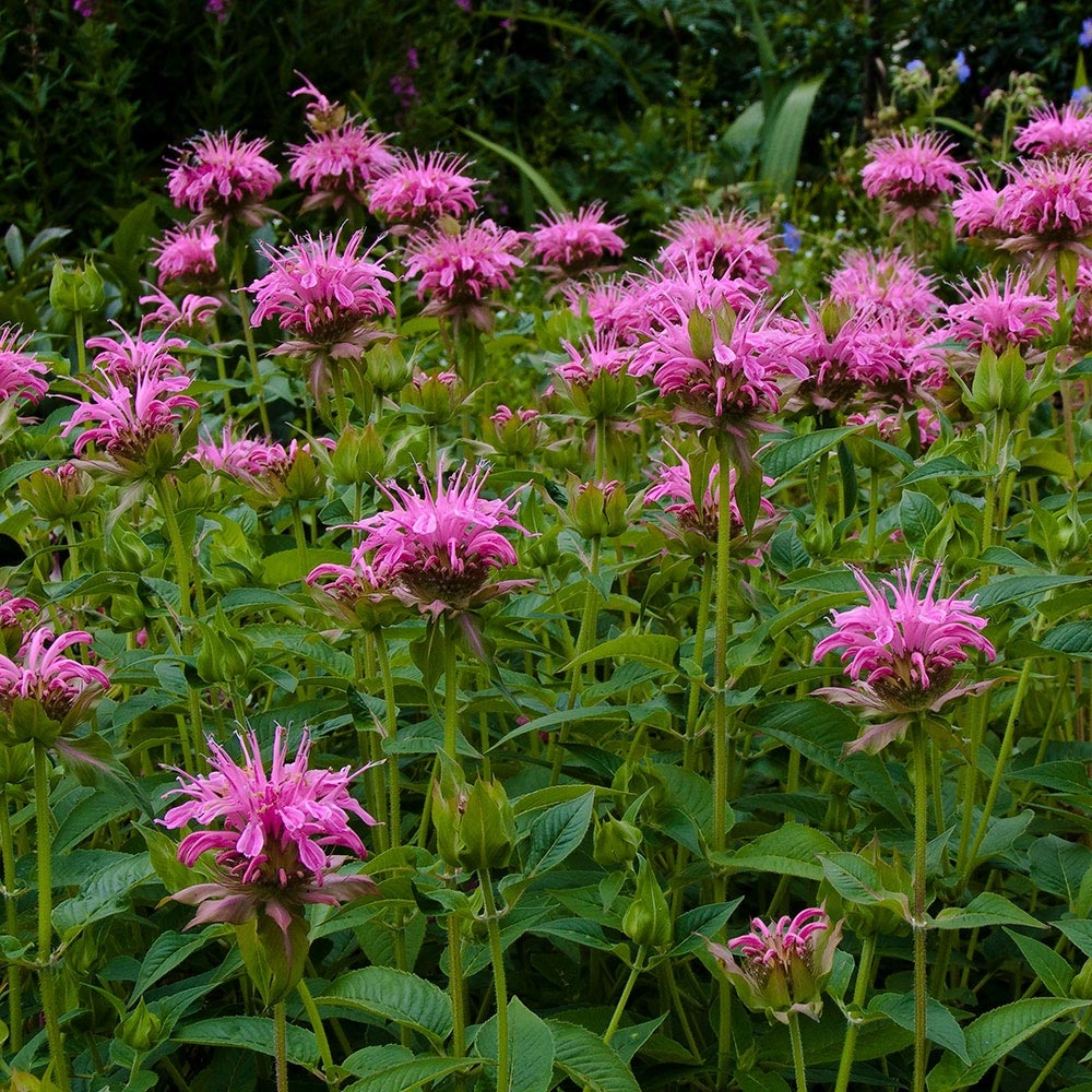 Monarde 'Croftway Pink'