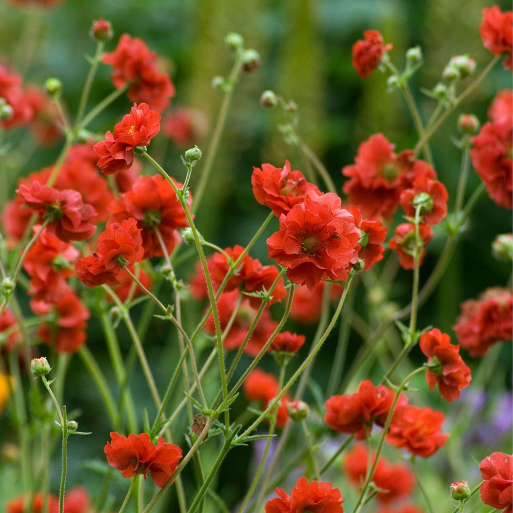 Benoîte 'Mrs. Bradshaw'