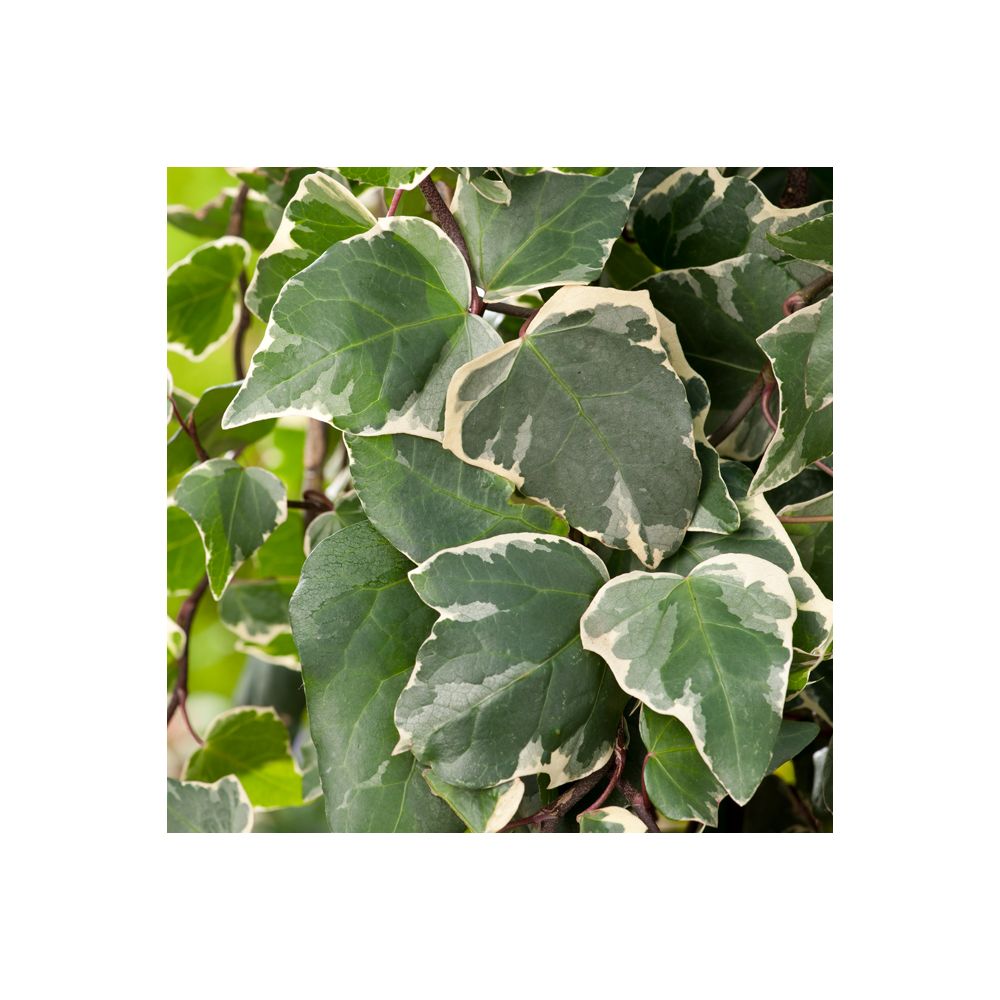 Lierre 'Gloire de Marengo'