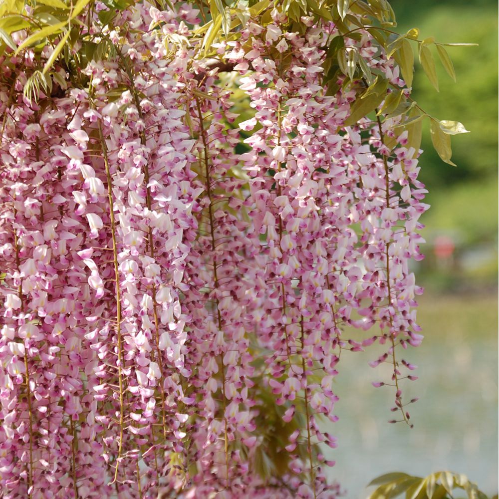 Glycine du Japon 'Rosea' - Glycine rose
