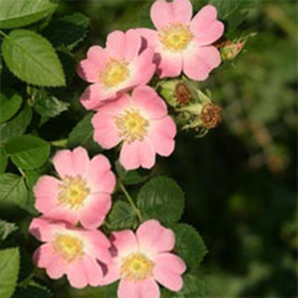 Rosier rubigineux