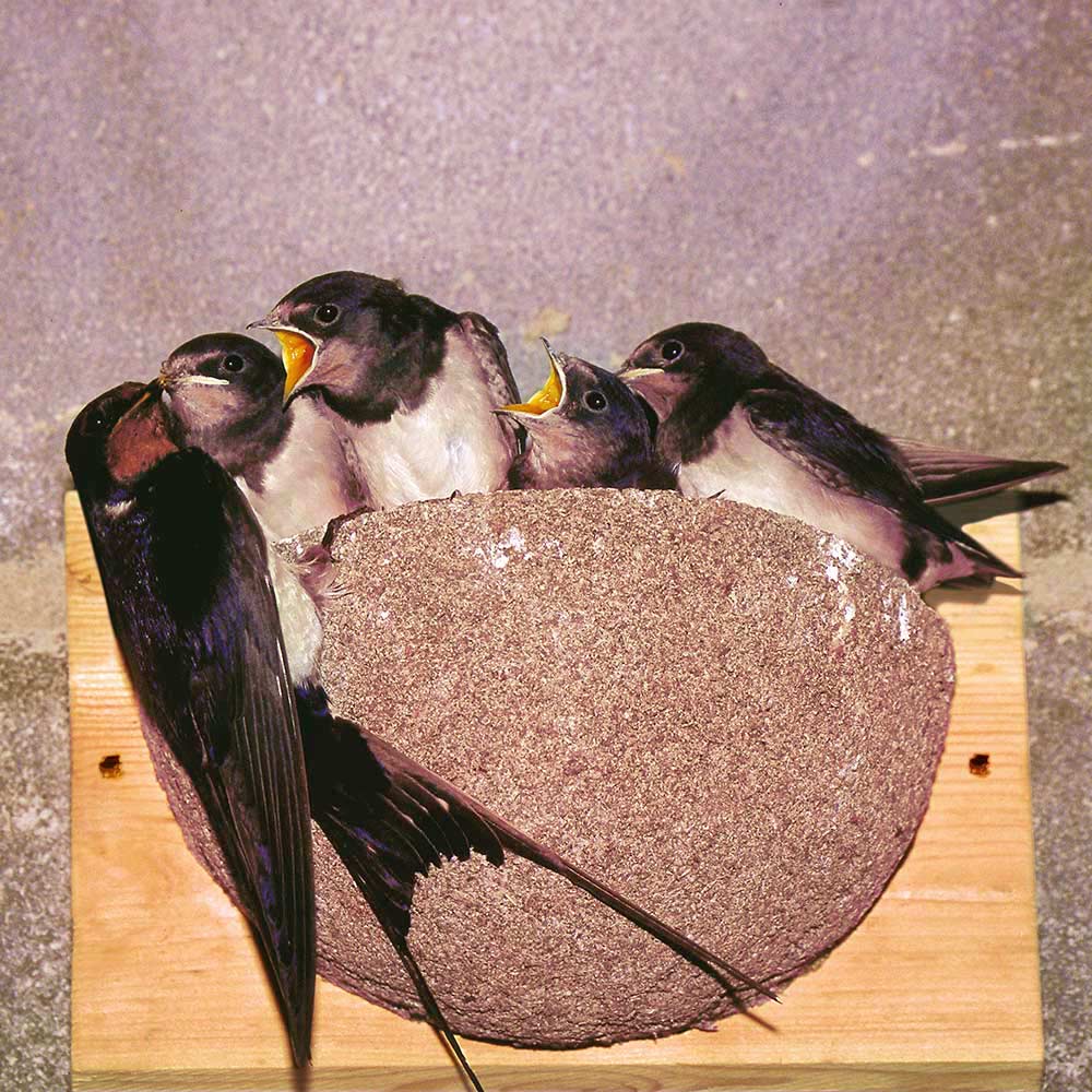 Nid artificiel Hirondelle rustique