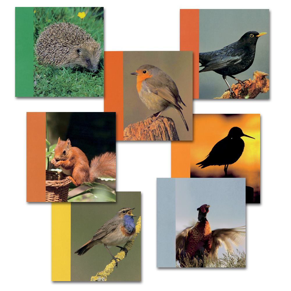 Collection de cartes Vivara