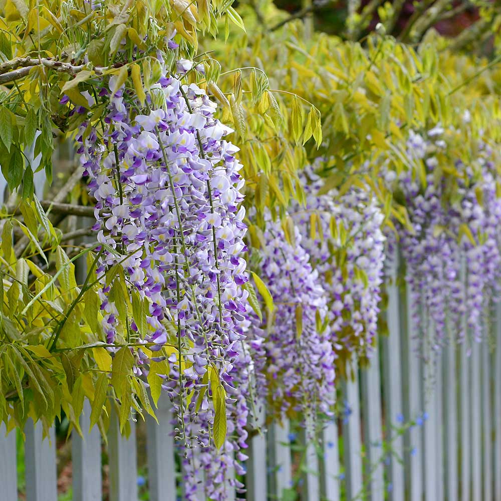 Glycine de Chine