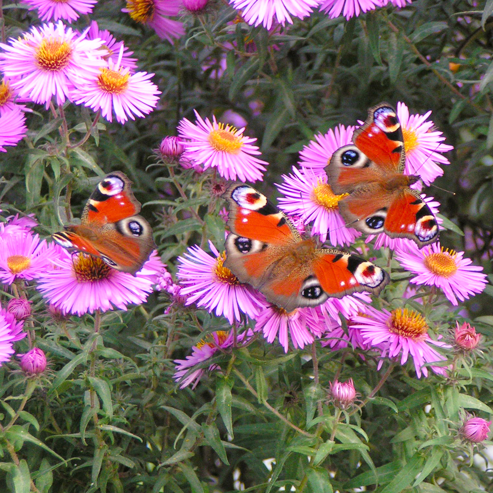 Aster d'automne