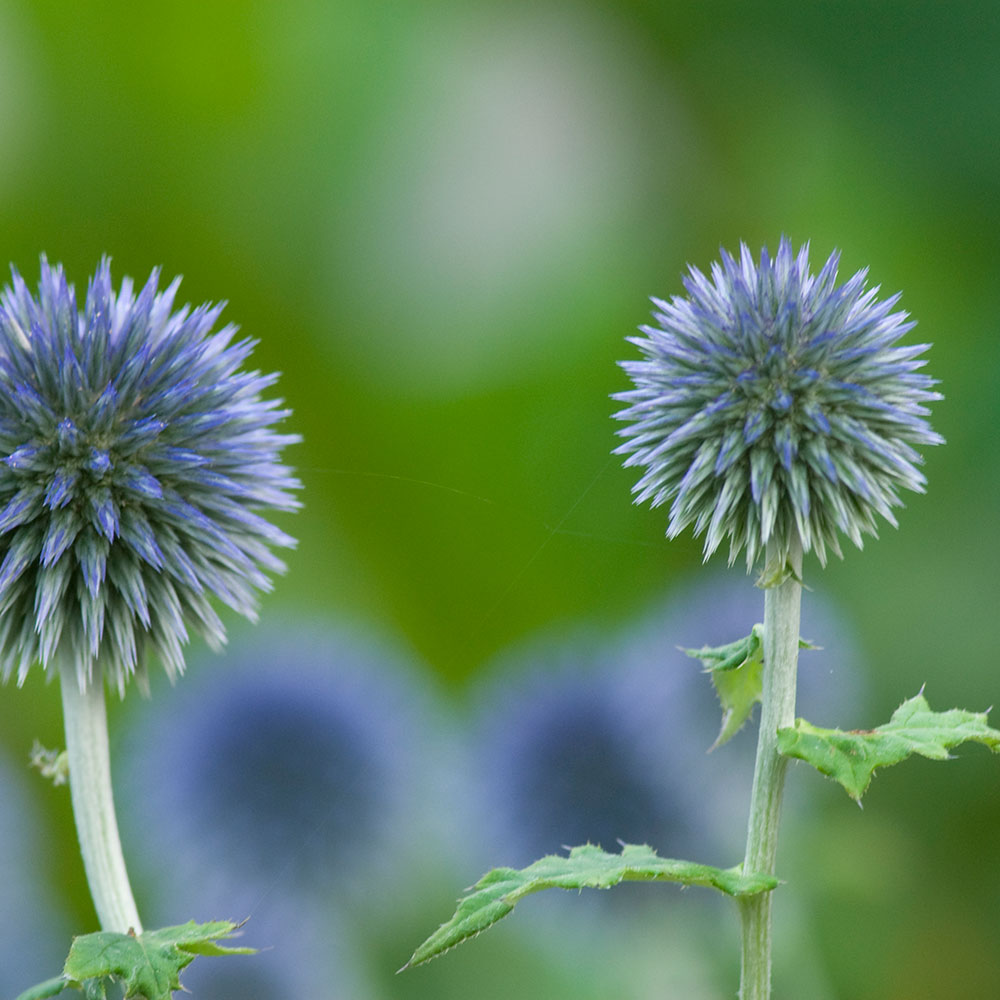 Chardon bleu (Echinops bannaticus)