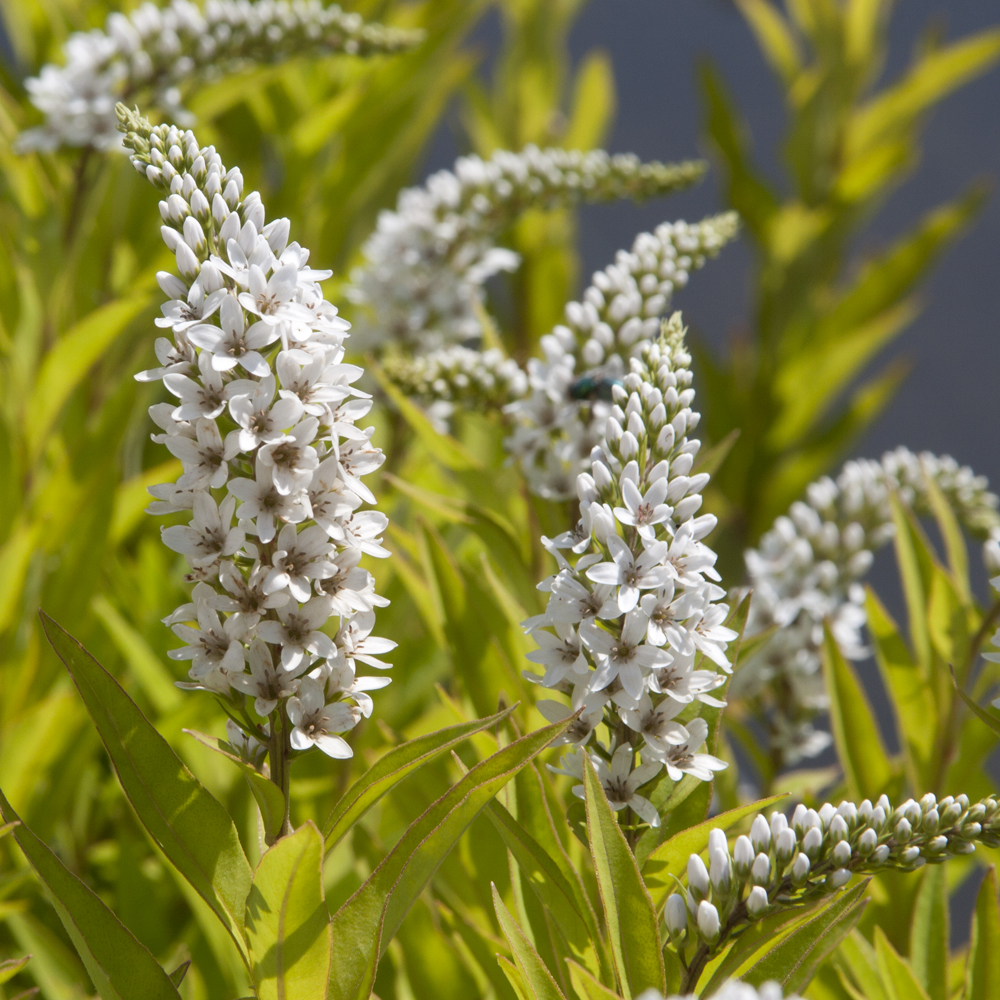Lysimaque (Lysimachia clethroides)