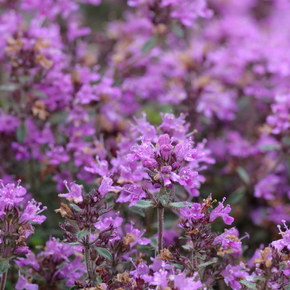 Thym laineux (Thymus praecox Pseudolanuginosus)