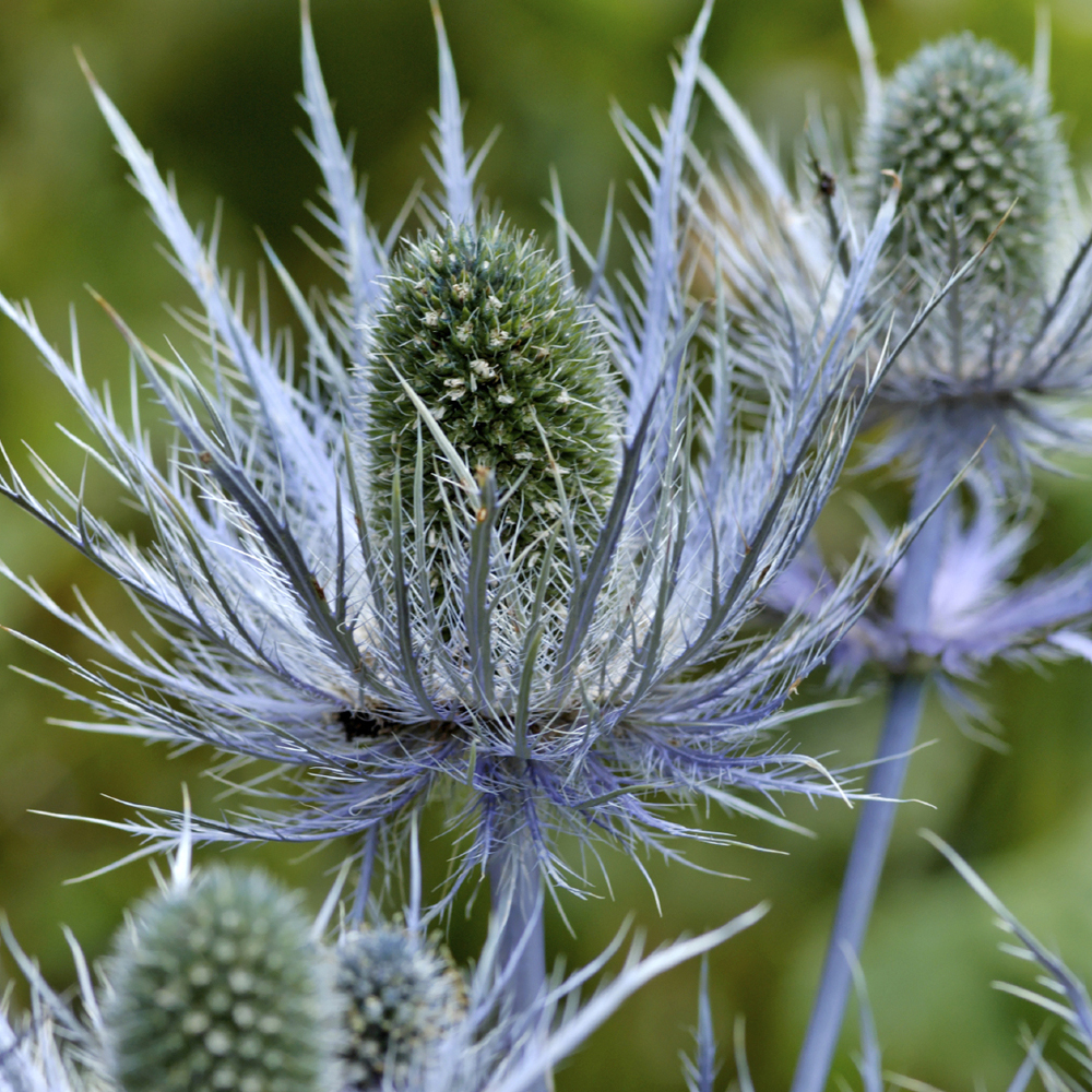 Chardon bleu (Eryngium planum)