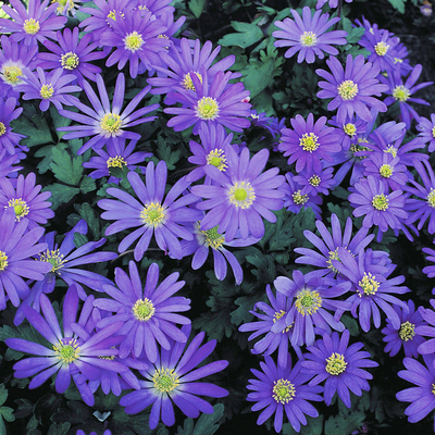 Anémone de Grèce (Anemone blanda 'Blue shades')