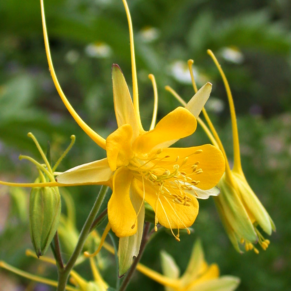 Ancolie à fleurs jaunes